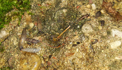 Laciniaria plicata