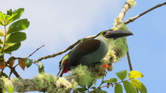 Andigena nigrirostris