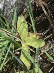 Pinguicula grandiflora