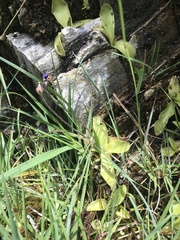 Pinguicula grandiflora