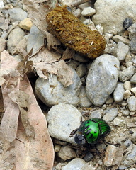 Oxysternon conspicillatum