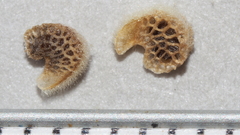 Sphaeralcea orcuttii