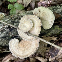 Mycorrhaphium adustum