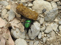 Oxysternon conspicillatum