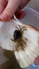 Carcinus maenas