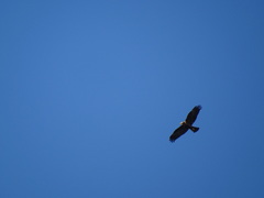 Circus aeruginosus aeruginosus