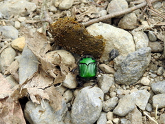 Oxysternon conspicillatum