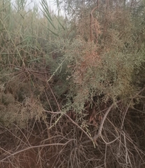 Suaeda