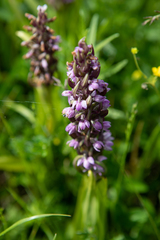 Dactylorhiza incarnata