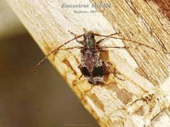 Exocentrus stierlini