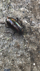 Tarpela micans
