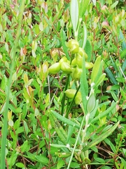 Scheuchzeria palustris