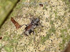 Exocentrus stierlini