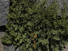 Cryptogramma cascadensis