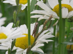 Bogotacris varicolor