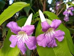 Bignonia