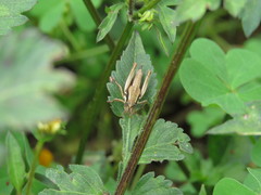 Bogotacris varicolor