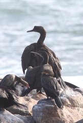 Phalacrocorax neglectus