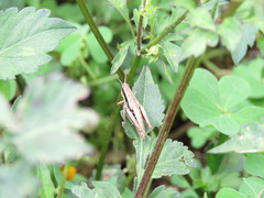 Bogotacris varicolor