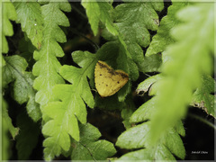 Anachrostis marginata