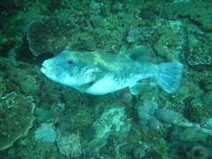 Arothron caeruleopunctatus