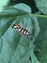 Chrysopilus ornatus