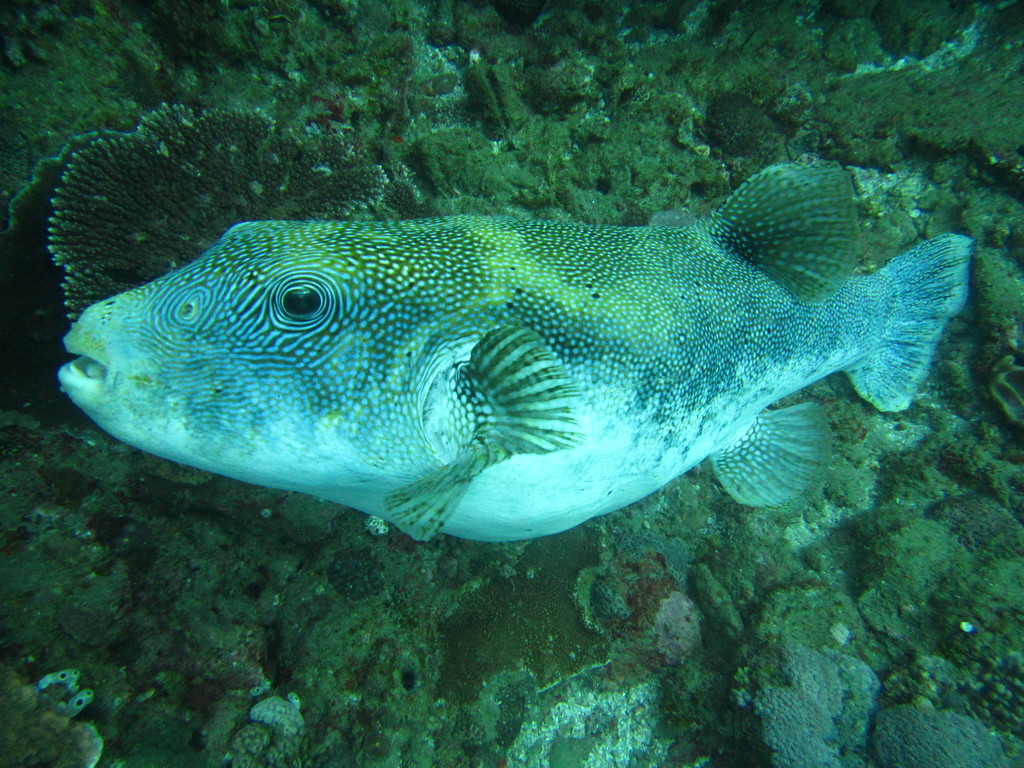 Blue-Spotted Puffer
