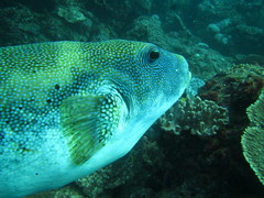 Arothron caeruleopunctatus
