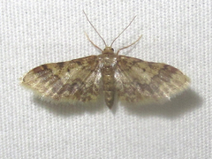 Idaea furciferata