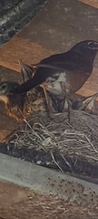 Turdus migratorius image