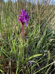 Dactylorhiza traunsteinerioides