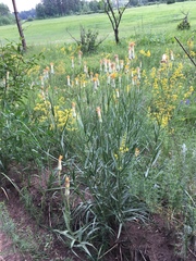 Pseudopodospermum strictum