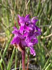 Dactylorhiza traunsteinerioides