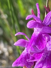 Dactylorhiza traunsteinerioides