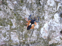 Calliclopius nigripes