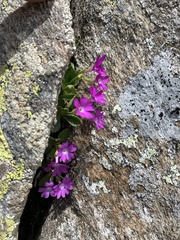 Primula hirsuta
