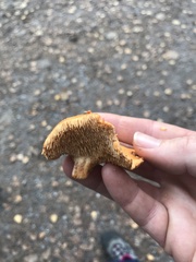 Hydnum rufescens