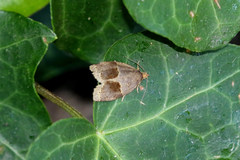 Clepsis dumicolana