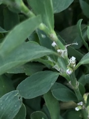 Polygonum aviculare