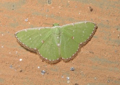 Argyrocosma inductaria