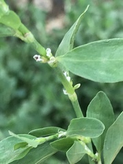 Polygonum aviculare