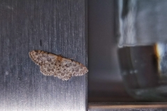 Idaea inquinata
