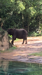 Elephantidae