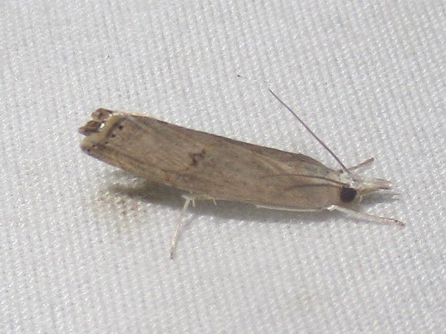 Bluegrass Webworm Moth from Salton Dr., Austin, Travis Co., TX on June ...