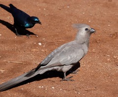 Corythaixoides concolor concolor
