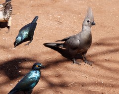 Corythaixoides concolor concolor