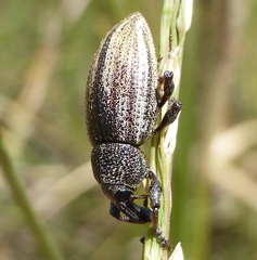 Stramia costirostris