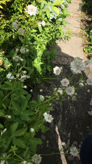 Astrantia major