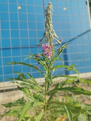 Chamaenerion angustifolium