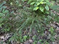 Dichanthelium bicknellii